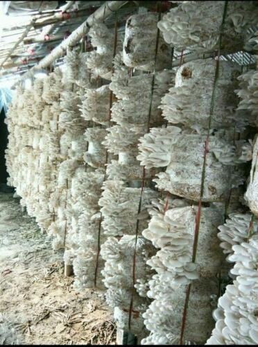 Large scale production (Oyster Mushrooms)